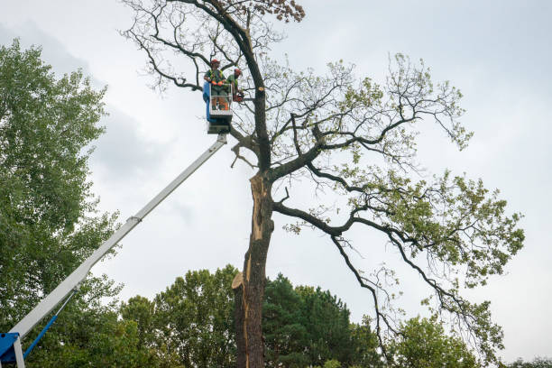 How Our Tree Care Process Works  in  Harbor Isle, NY